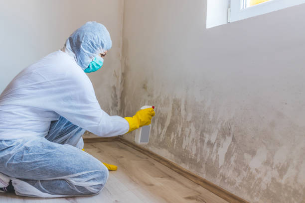 Licensed Hvac And Air Duct Mold Remediation service in Thomasville, NC - Car Mold Remediation